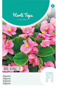 14073 begonia ruzova Roze komeet_500x500